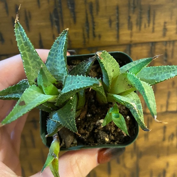 haworthia venosa tessellata variegated - Picture 1 of 2